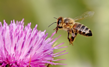 Allergológus: nem jó a kalcium az allergiás tünetek megszüntetésére